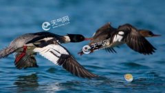 ��������һ�л���ɳѼ����ô���� �л���ɳѼ�Ǽ�����������