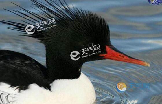 ��������һ�л���ɳѼ����ô���� �л���ɳѼ�Ǽ�����������