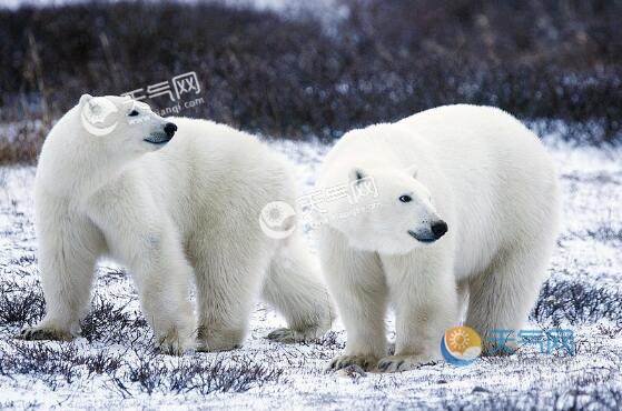 �����ܳ�ʲôʳ�� ��������ʳ�⶯����