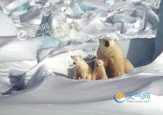 �����ܵ�Ƥ����ʲô��ɫ �����ܵ�Ƥ���Ǻ�ɫ����