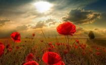 ����;�й�����ʳ��ѧ��