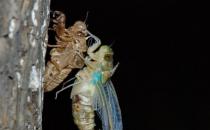 ������ζ�����ͬʱ �����ƻ���̬�����Ľ���