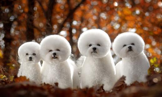 ������ι����ҩ��Ҫע�������