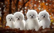 ������ι����ҩ��Ҫע�������