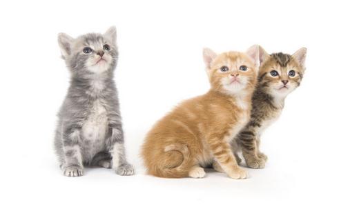 ��è��ιʳ�ļ���