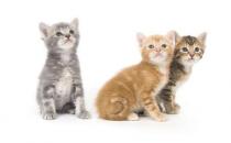 ��è��ιʳ�ļ���