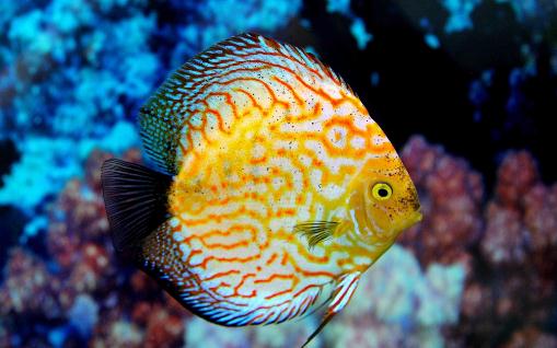 �߲�������ķ�ֳ����