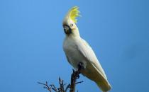 С������ͷ���ĵļ�� С������ͷ���ĵĲ���