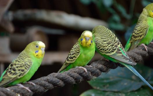 虎皮鹦鹉怎么分公母?虎皮鹦鹉会长大吗?