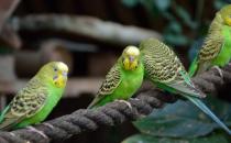 ��Ƥ������ô�ֹ�ĸ����Ƥ���Ļ᳤����