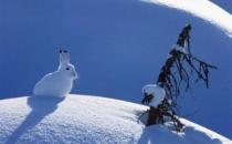 ѩ�õ���̬����������ϰ��