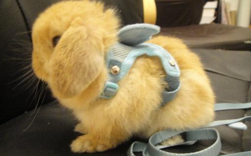 英国垂耳兔的价格如何?