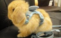 Ӣ�������õļ۸���Σ�