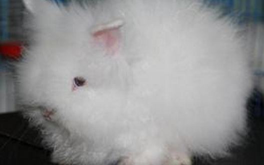 ��������Ĳ��������