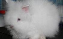 ��������Ĳ��������