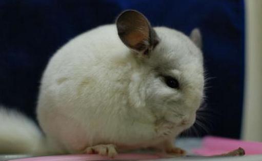 纯白龙猫怎么养?纯白龙猫的特点