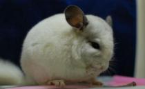 ������è��ô����������è���ص�