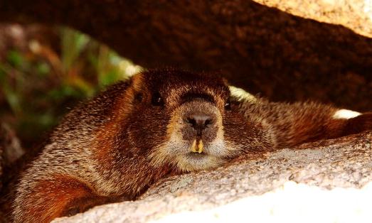 土拨鼠怎么养?土拨鼠的品种