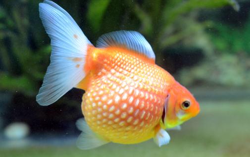 珍珠金鱼有哪些品种?珍珠金鱼的种类
