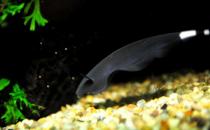 ��ħ���ļ��-��ħ��������