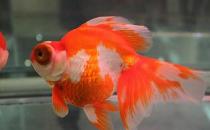 ����������ô��ѡ������������ô����