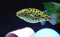 Ǳˮͧ��ļ��-Ǳˮͧ�����������