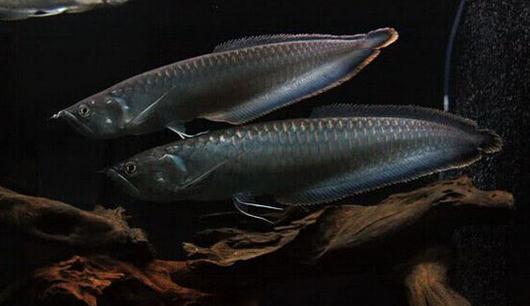 �ڴ��ļ��-�ڴ���ô����