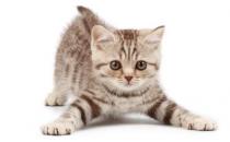 Ϊ��������è�䲻���Է���