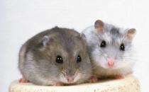 ����������Ӧ����δ���