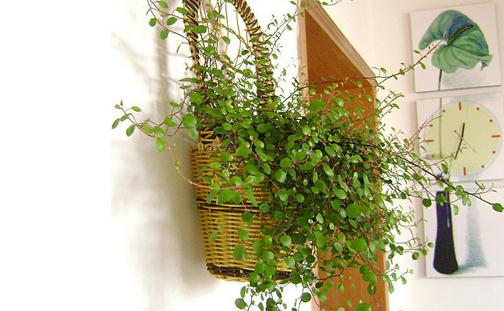 ���������ֳǧҶ����