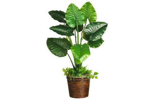 ���������ֲ��ˮ������