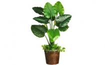 ���������ֲ��ˮ������