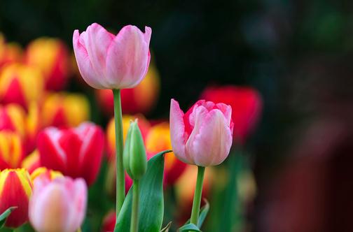 ���������㾥�̻�С��ɶԭ��