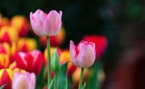 ���������㾥�̻�С��ɶԭ��