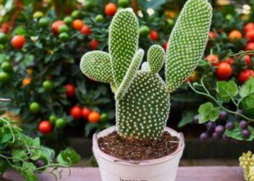 ������ϲ�ɲ�ϲʪ ��������˳����ֲ������