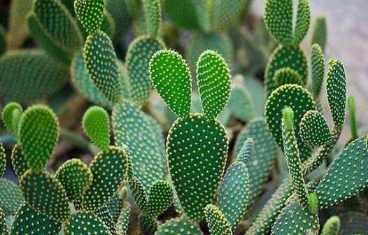 ������ϲ�ɲ�ϲʪ ��������˳����ֲ������