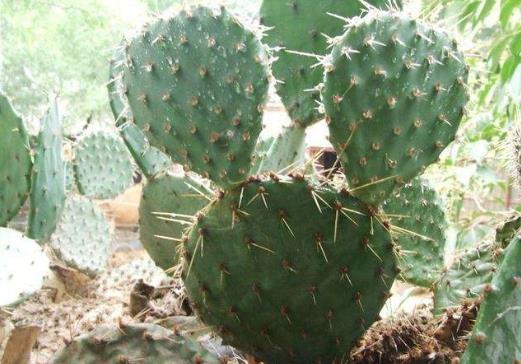 ������ϲ�ɲ�ϲʪ ��������˳����ֲ������