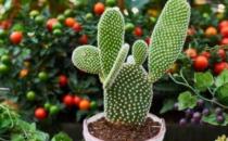 ������ϲ�ɲ�ϲʪ ��������˳����ֲ������