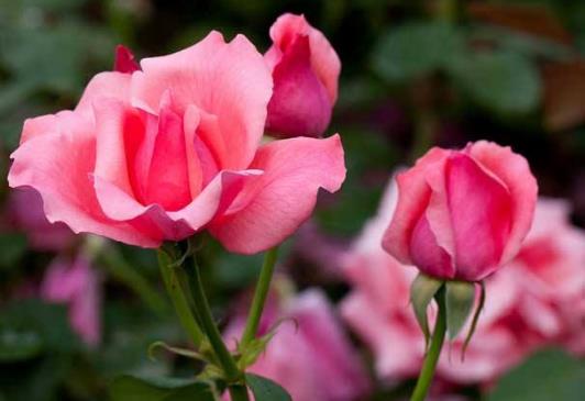 �¼�����ô��