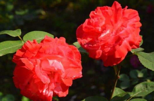 �¼�����ô��