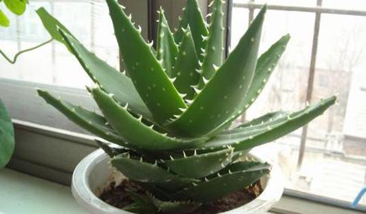 «����ֲ����ķ���