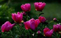 ����������ȼ�����ȥ������