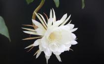 꼻��ԼҾӻ�����Ӱ��-꼻��������ģ�