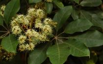 Ѽ��ľ�������ģ�Ѽ��ľ�Ļ���