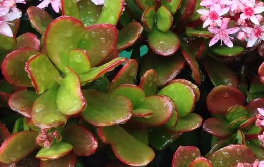 ���ľ��ô��ֳ�����ľ��ʲô������