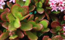 ���ľ��ô��ֳ�����ľ��ʲô������