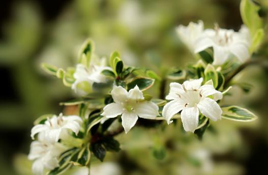 ����ѩ����ֳ����-����ѩ��ʲô��