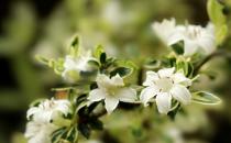 ����ѩ����ֳ����-����ѩ��ʲô��