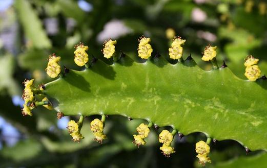 �������ڼҾ��е�����-�����Ƶ���ֳ����