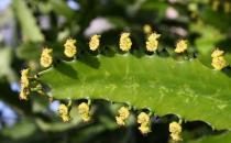 �������ڼҾ��е�����-�����Ƶ���ֳ����